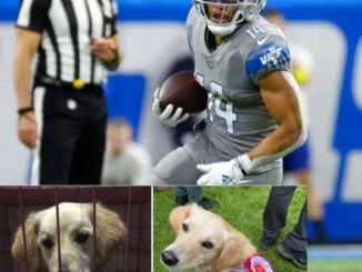 Detriot Lions 25-year-old Wide receiver rescue 19 Dogs From Euthanasia in Emotional Labor Day weekend rescue (What happened)