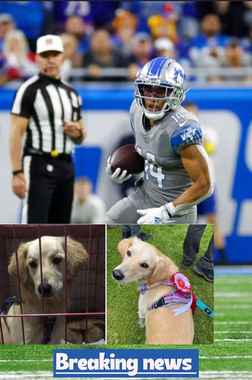 Detriot Lions 25-year-old Wide receiver rescue 19 Dogs From Euthanasia in Emotional Labor Day weekend rescue (What happened)